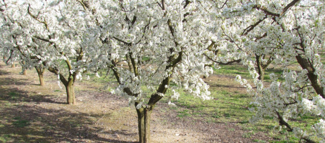 pere-schell-blog-fruiturisme per_schell_blog_fruiturisme