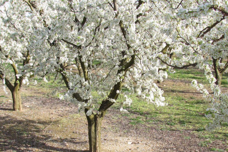 per_schell_blog_fruiturisme